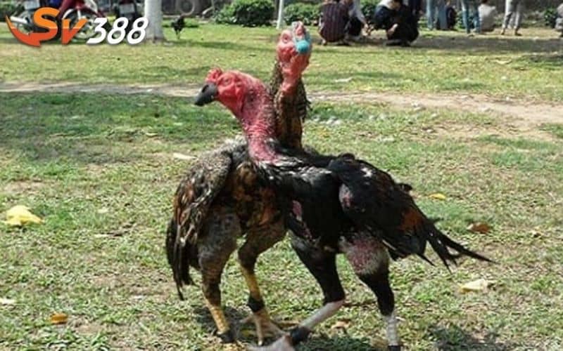 Cách vần gà trước khi thi đấu mang lại nhiều lợi ích