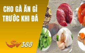 Cho Gà Ăn Gì Trước Khi Đá