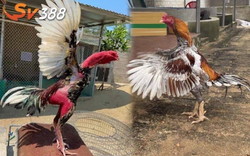 Những cách vần gà phổ biến mà sư kê nên áp dụng cho chiến kê