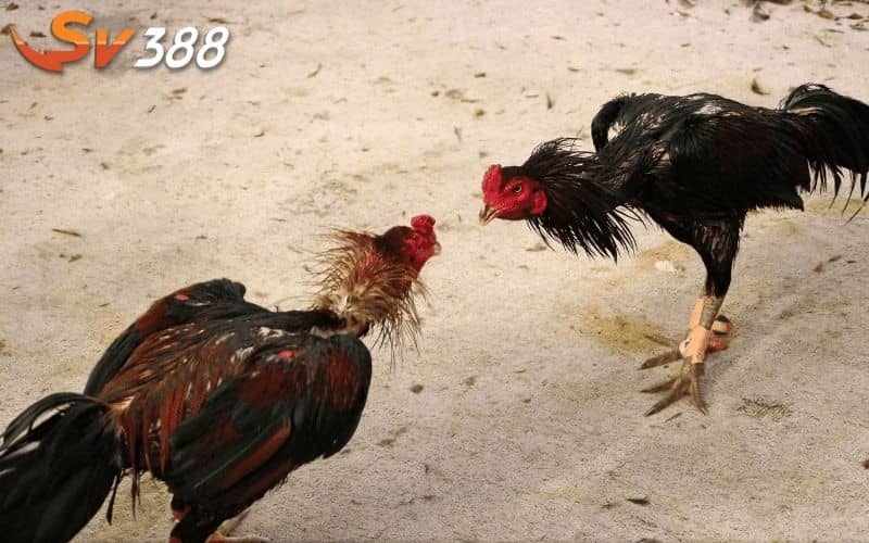 Những lưu ý khi vần gà giúp chiến kê phát triển tốt hơn