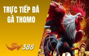 Trực Tiếp Đá Gà Thomo